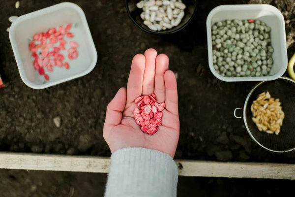 Bahçıvan sebze yatağına bezelye tohumu ekiyor. Yeni bahçe sezonu için hazırlanılıyor. 