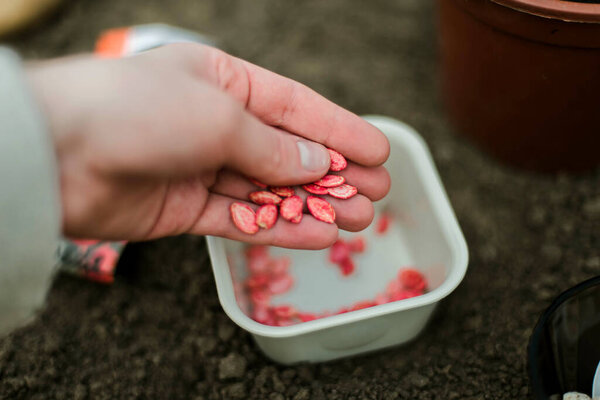 Gardener sowing peas seeds in a vegetable bed. Preparing for new garden season. 