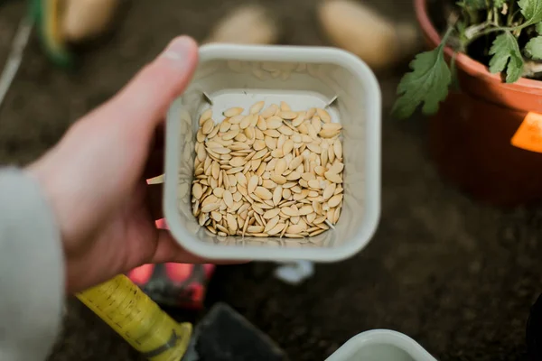 Gardener sowing peas seeds in a vegetable bed. Preparing for new garden season.