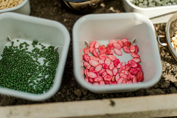 Bahçıvan sebze yatağına bezelye tohumu ekiyor. Yeni bahçe sezonu için hazırlanılıyor. 