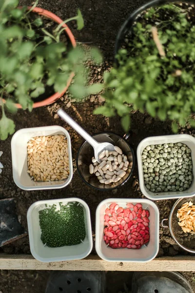 Gardener sowing peas seeds in a vegetable bed. Preparing for new garden season.