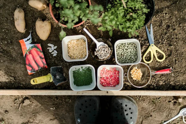 Gardener sowing peas seeds in a vegetable bed. Preparing for new garden season.