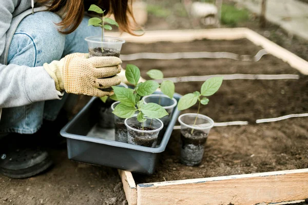 Gardener Sowing Peas Seeds Vegetable Bed Preparing New Garden Season — Stok Foto