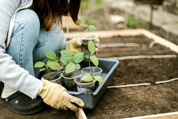 Gardener Sowing Peas Seeds Vegetable Bed Preparing New Garden Season — Stok Foto