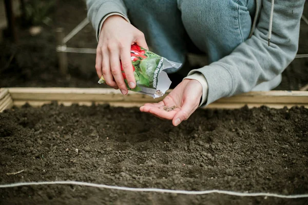 Bahçıvan sebze yatağına bezelye tohumu ekiyor. Yeni bahçe sezonu için hazırlanılıyor. 