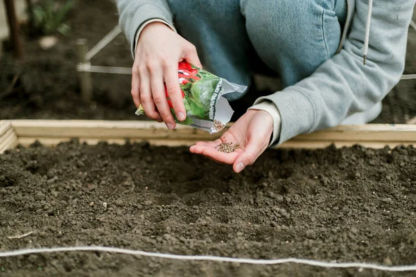 Bahçıvan sebze yatağına bezelye tohumu ekiyor. Yeni bahçe sezonu için hazırlanılıyor. 