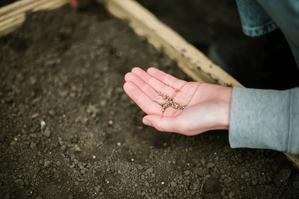 Gardener Sowing Peas Seeds Vegetable Bed Preparing New Garden Season — kuvapankkivalokuva