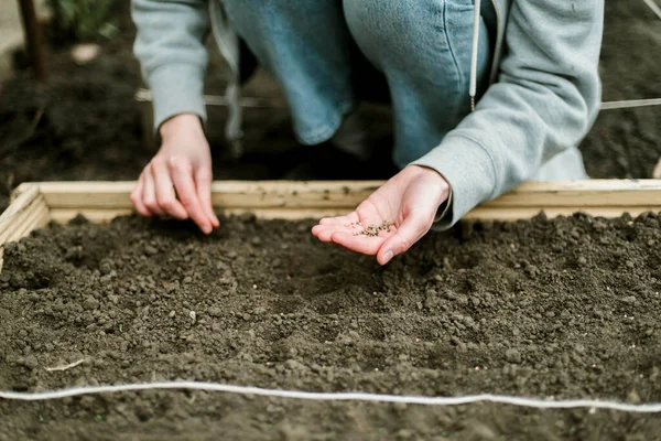 Gardener Sowing Peas Seeds Vegetable Bed Preparing New Garden Season — Stok Foto