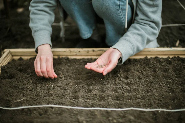 Bahçıvan sebze yatağına bezelye tohumu ekiyor. Yeni bahçe sezonu için hazırlanılıyor. 