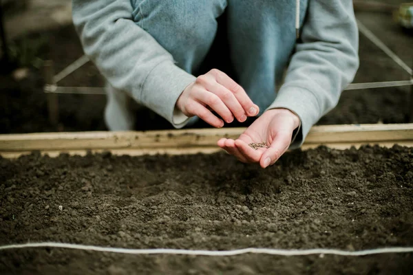 Gardener sowing peas seeds in a vegetable bed. Preparing for new garden season.