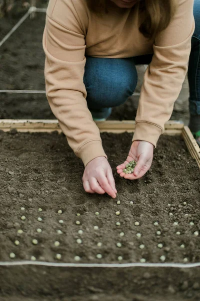 Bahçıvan sebze yatağına bezelye tohumu ekiyor. Yeni bahçe sezonu için hazırlanılıyor. 