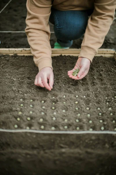 Gardener Sowing Peas Seeds Vegetable Bed Preparing New Garden Season — Φωτογραφία Αρχείου