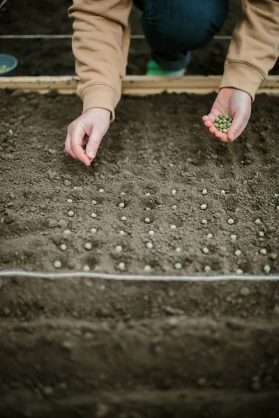 Gardener Sowing Peas Seeds Vegetable Bed Preparing New Garden Season —  Fotos de Stock