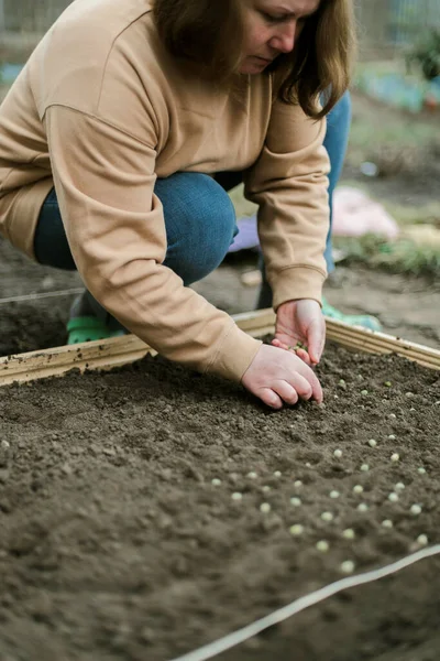 Gardener Sowing Peas Seeds Vegetable Bed Preparing New Garden Season — Stok Foto