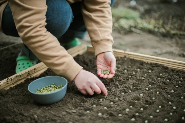 Gardener sowing peas seeds in a vegetable bed. Preparing for new garden season.