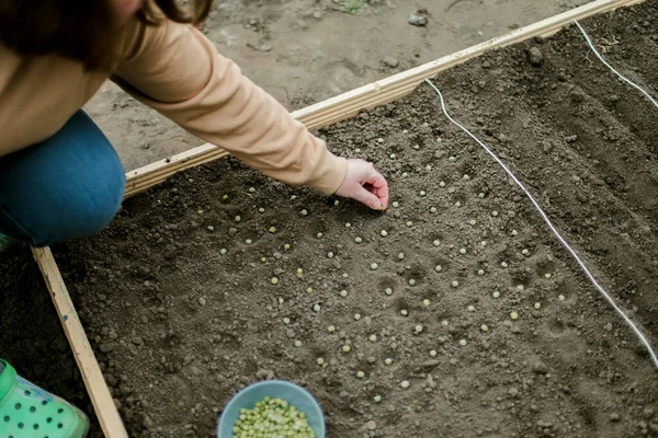 Bahçıvan sebze yatağına bezelye tohumu ekiyor. Yeni bahçe sezonu için hazırlanılıyor. 
