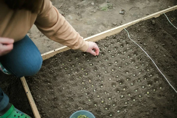 Gardener Sowing Peas Seeds Vegetable Bed Preparing New Garden Season — Φωτογραφία Αρχείου