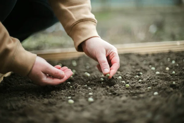 Gardener Sowing Peas Seeds Vegetable Bed Preparing New Garden Season — Φωτογραφία Αρχείου