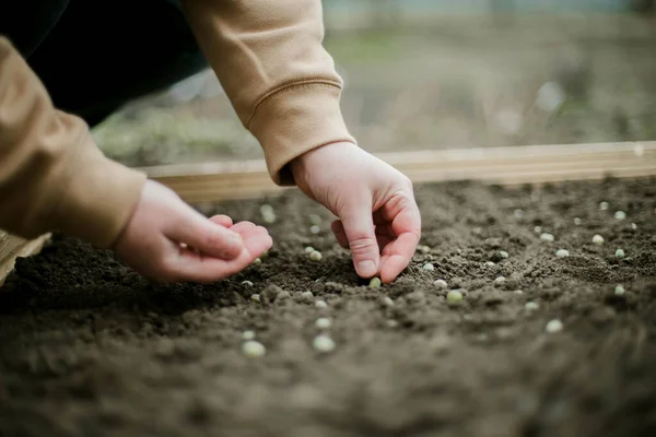 Gardener Sowing Peas Seeds Vegetable Bed Preparing New Garden Season — Φωτογραφία Αρχείου