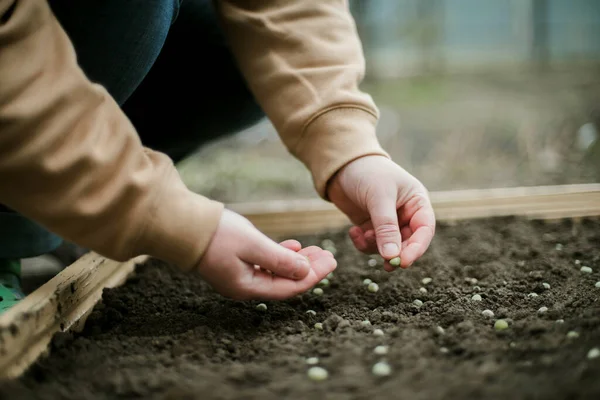 Bahçıvan sebze yatağına bezelye tohumu ekiyor. Yeni bahçe sezonu için hazırlanılıyor. 