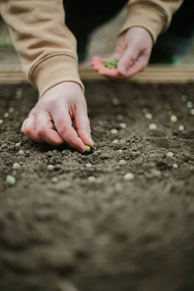 Gardener Sowing Peas Seeds Vegetable Bed Preparing New Garden Season — Stok Foto