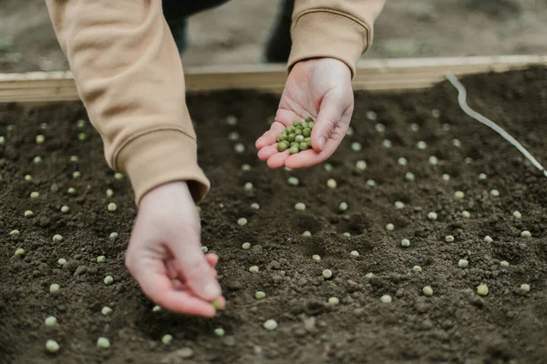 Bahçıvan sebze yatağına bezelye tohumu ekiyor. Yeni bahçe sezonu için hazırlanılıyor. 