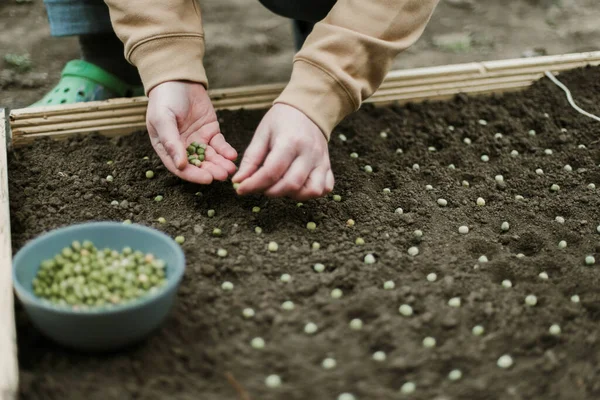 Gardener Sowing Peas Seeds Vegetable Bed Preparing New Garden Season — Φωτογραφία Αρχείου