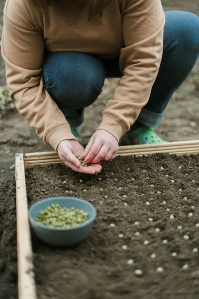 Jardinero Sembrando Semillas Guisantes Una Cama Verduras Preparación Para Nueva —  Fotos de Stock