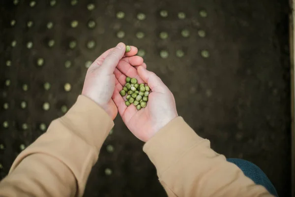 Tukang Kebun Menabur Biji Kacang Polong Tempat Tidur Sayuran Bersiap — Stok Foto