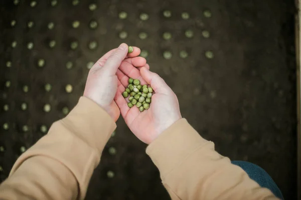 Gardener Sowing Peas Seeds Vegetable Bed Preparing New Garden Season — Φωτογραφία Αρχείου