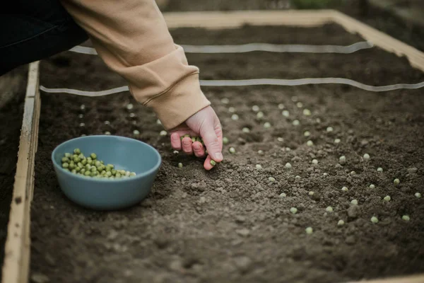 庭師は野菜のベッドにエンドウ豆の種を蒔く 新しい庭の季節の準備 — ストック写真