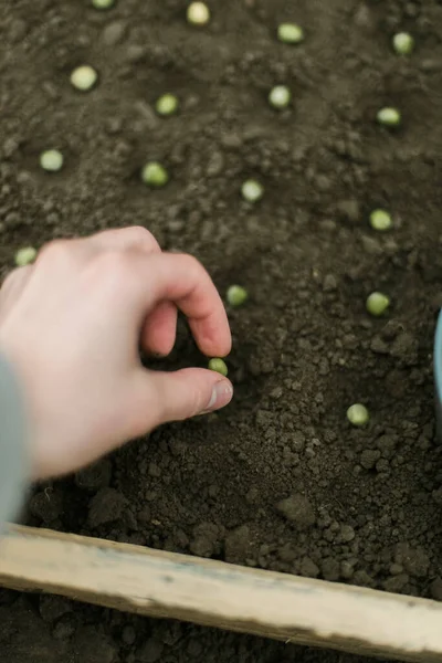 Gardener Sowing Peas Seeds Vegetable Bed Preparing New Garden Season —  Fotos de Stock