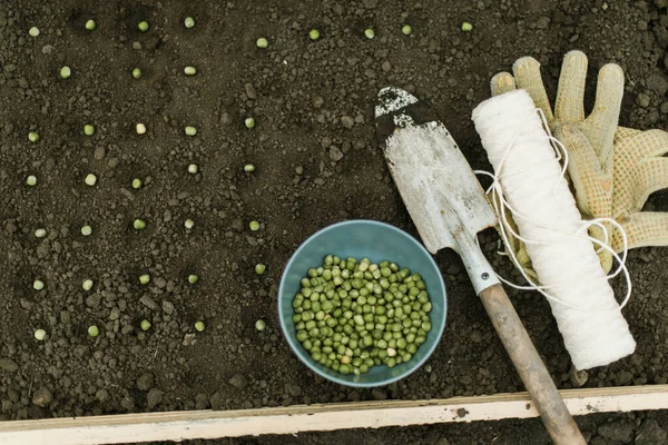 庭師は野菜のベッドにエンドウ豆の種を蒔く 新しい庭の季節の準備 — ストック写真