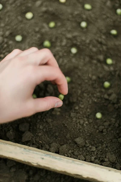 Gardener Sowing Peas Seeds Vegetable Bed Preparing New Garden Season — kuvapankkivalokuva