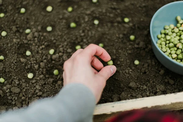 园丁在蔬菜园里播种豌豆 为新的园艺季节作准备 — 图库照片