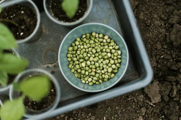 Gardener Sowing Peas Seeds Vegetable Bed Preparing New Garden Season — kuvapankkivalokuva