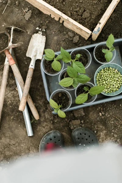 Gardener Sowing Peas Seeds Vegetable Bed Preparing New Garden Season — Stok Foto