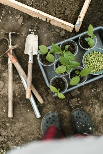 Gardener Sowing Peas Seeds Vegetable Bed Preparing New Garden Season —  Fotos de Stock