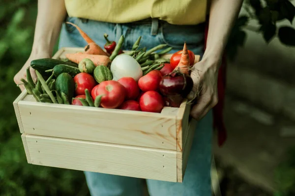 Mujer Recogiendo Verduras Maduras Jardín —  Fotos de Stock