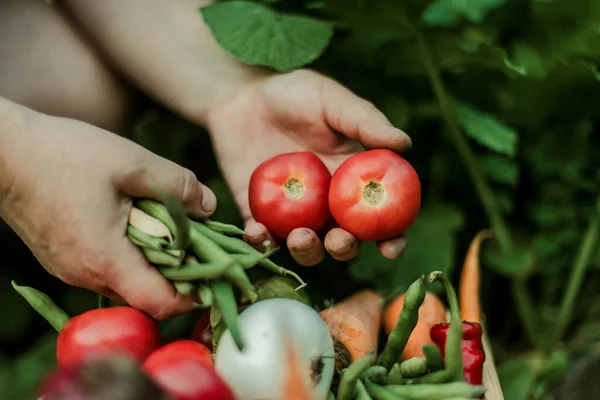 Donna Che Raccoglie Verdure Mature Giardino — Foto Stock