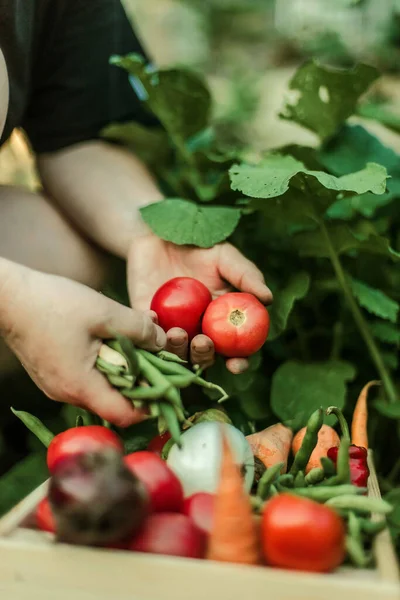 Γυναίκα Μαζεύει Ώριμα Λαχανικά Στον Κήπο — Φωτογραφία Αρχείου