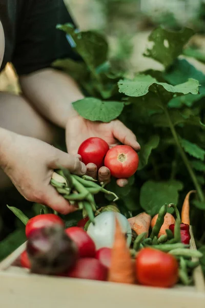 Donna Che Raccoglie Verdure Mature Giardino — Foto Stock