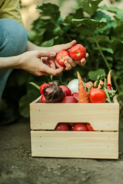 Donna Che Raccoglie Verdure Mature Giardino — Foto Stock