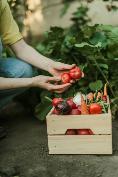 Женщина собирает спелые овощи в саду.