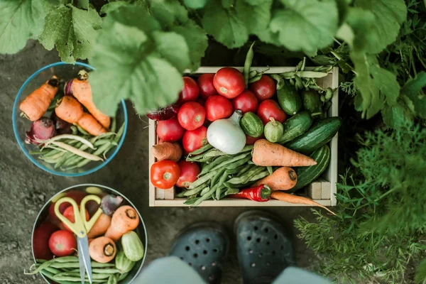 Wanita Mengumpulkan Sayuran Matang Kebun — Stok Foto