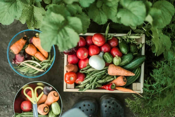 Wanita Mengumpulkan Sayuran Matang Kebun — Stok Foto