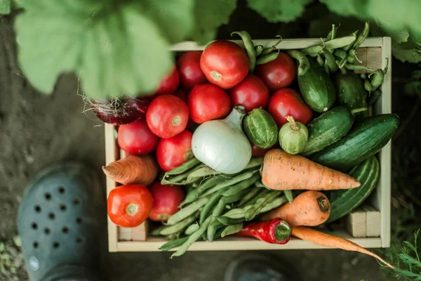 Bahçede olgun sebzeler toplayan bir kadın..