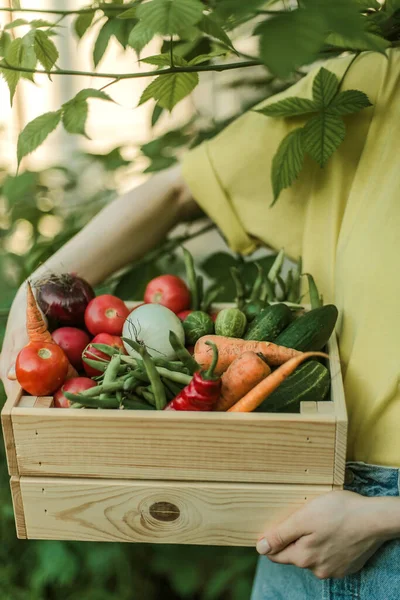 Frau Sammelt Reifes Gemüse Garten — Stockfoto