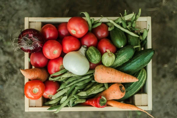 Frau Sammelt Reifes Gemüse Garten — Stockfoto