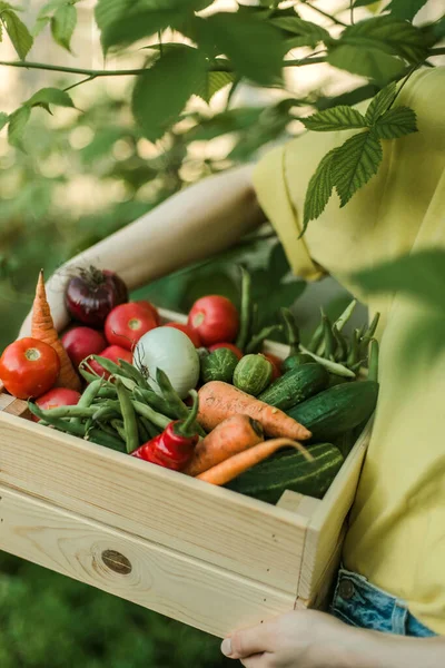 Frau Sammelt Reifes Gemüse Garten — Stockfoto